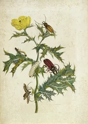 Cardos Spinosus: Escarabajos y orugas, lámina 69 de 